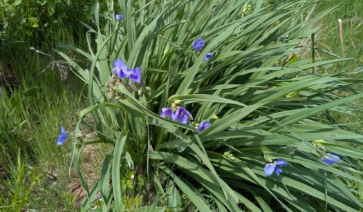 Kaw Valley Almanac for April 27 – May 3, 2026